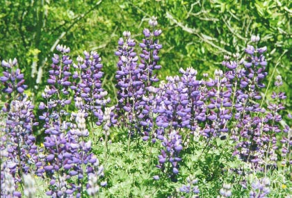 lupines.JPG (59640 bytes)